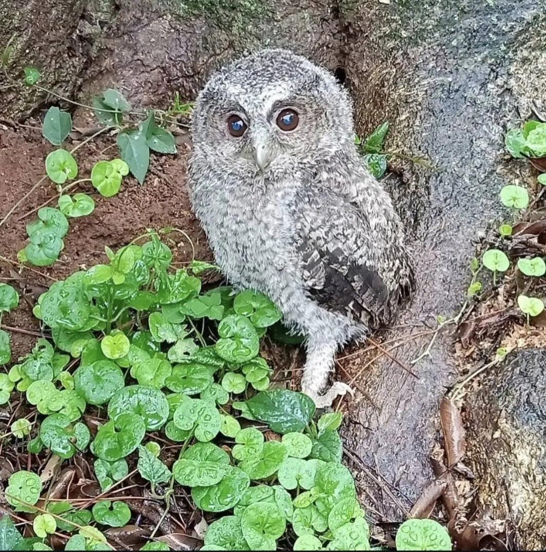 國華球場生態環境10