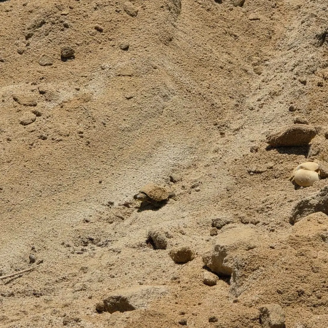 516875387 1250721083731851 8925055306421638992 n