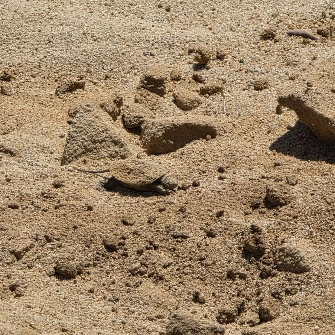 517433744 1250720847065208 1788960816475630281 n