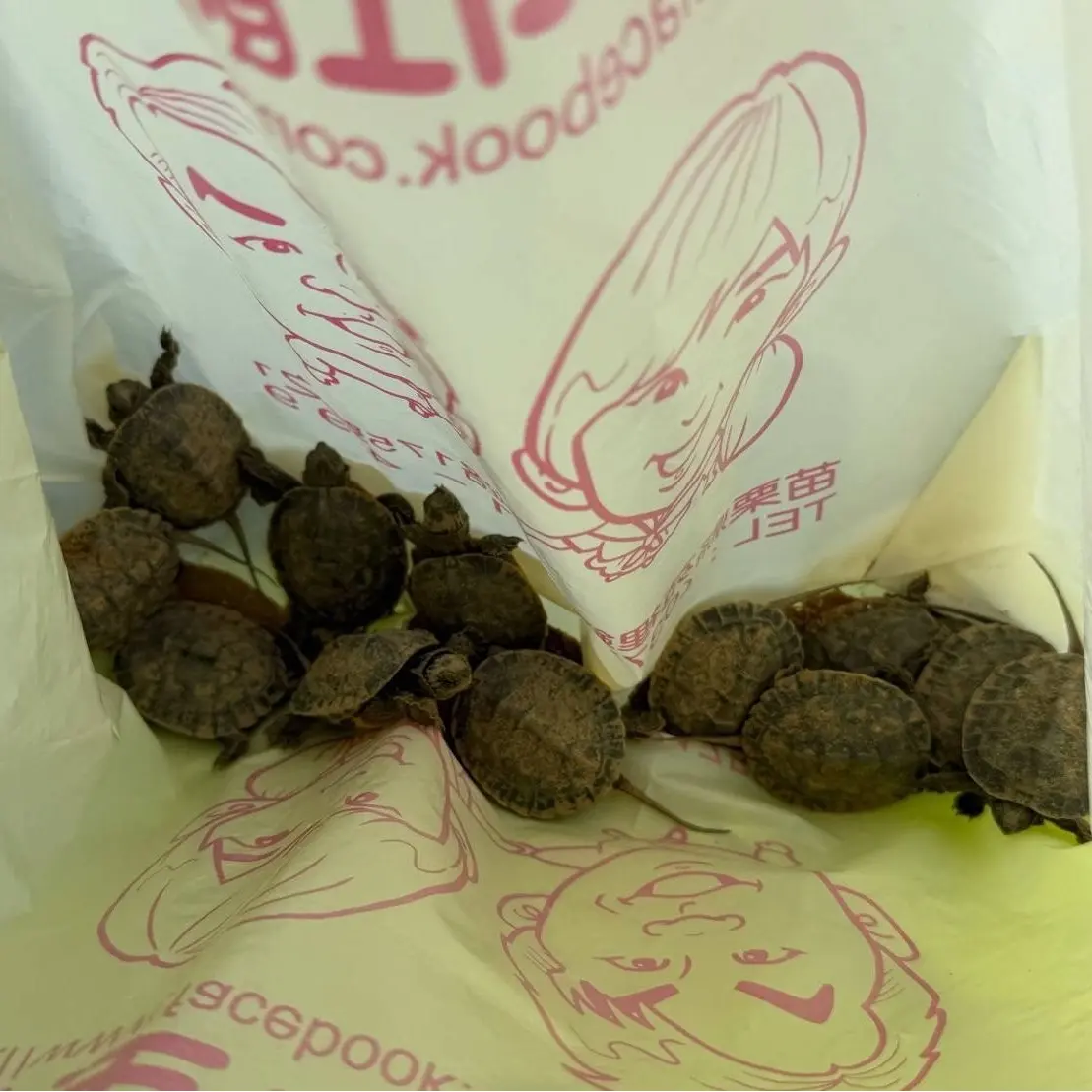 517452817 1250720713731888 339922181849311383 n