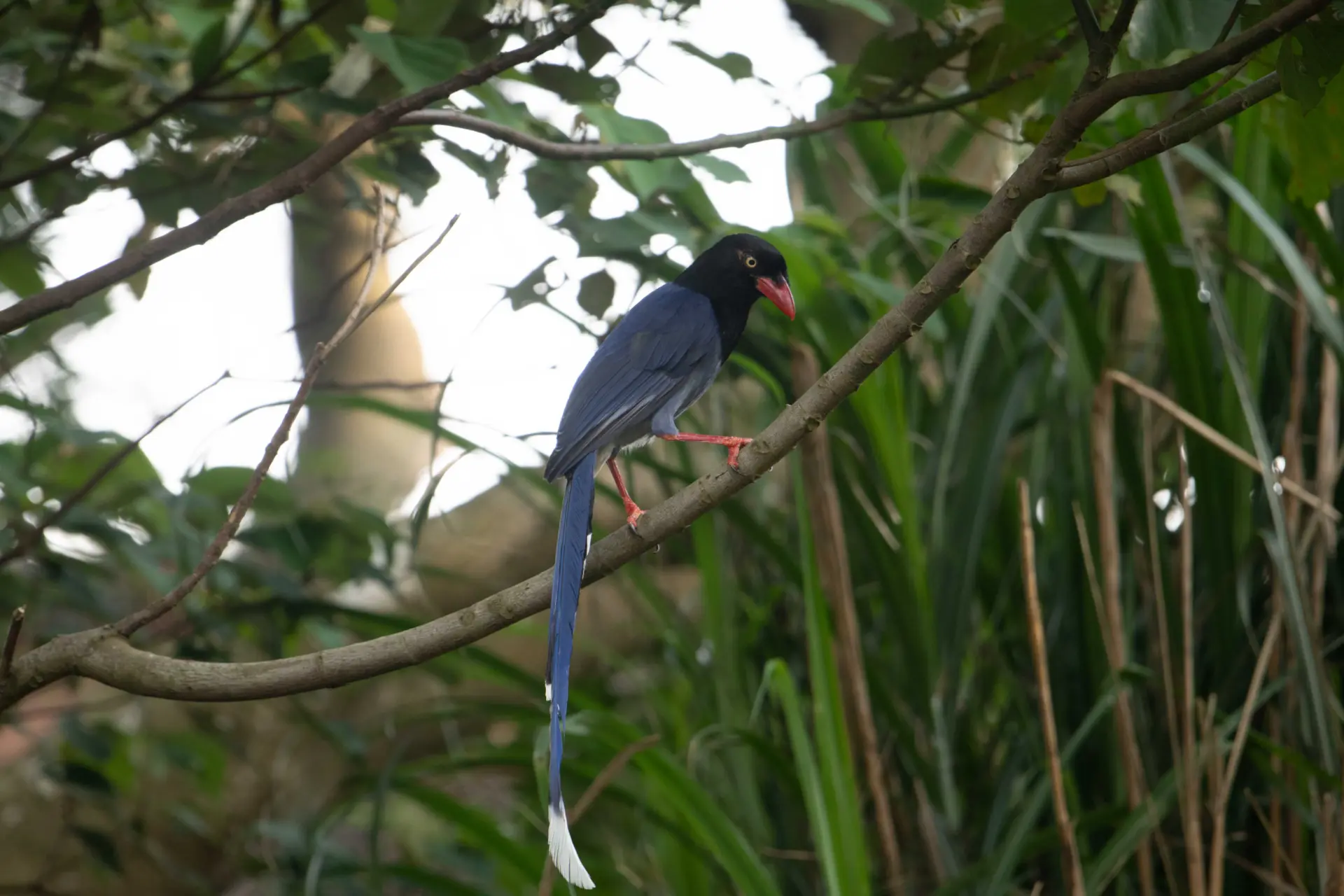 臺灣藍鵲 拍攝於國華球場
